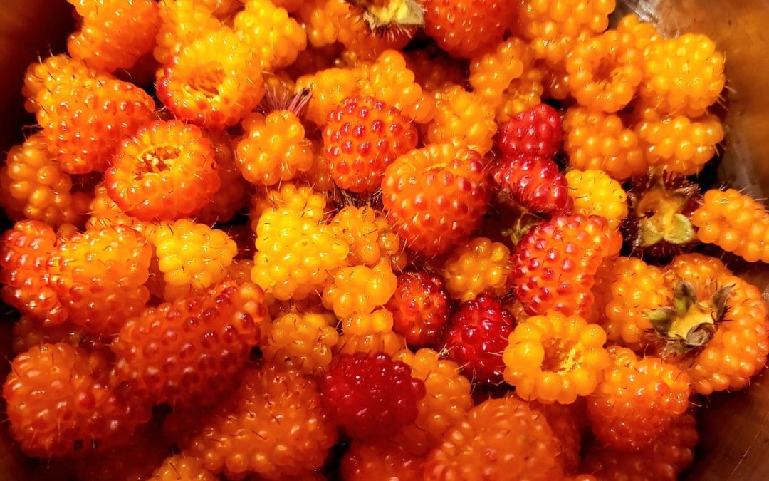 Foraging on the Coast